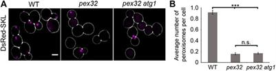 Structure–function analysis of the ER-peroxisome contact site protein Pex32